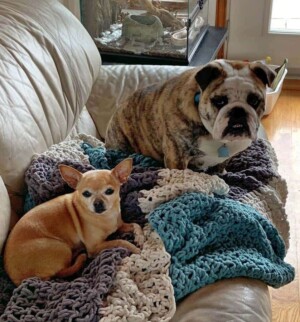 pedro the bulldog (19)