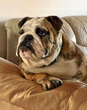 pedro the bulldog (4)