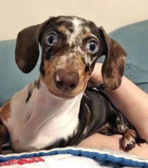 penny the dachshund by pennychocodapple