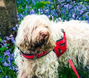 perfect lucca the spinone italiano