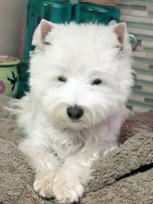 piper the westie rescue by susan rp