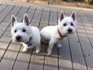 quincy & pearl the westies by john