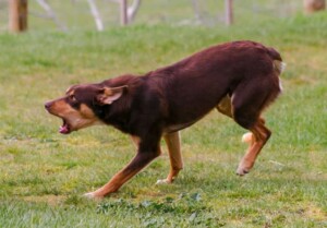 rollie the australian kelpie (1)