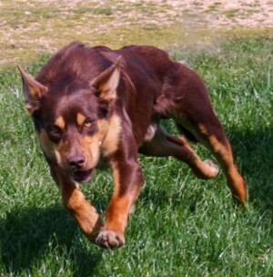 rollie the australian kelpie (10)