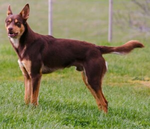 rollie the australian kelpie (2)
