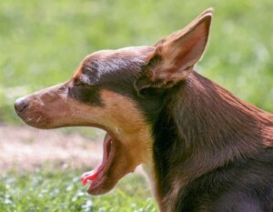 rollie the australian kelpie (3)