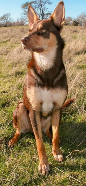 rollie the australian kelpie (5)
