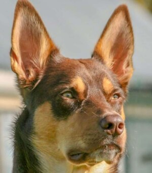 rollie the australian kelpie (6)