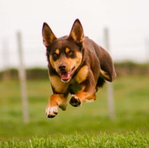 rollie the australian kelpie (7)