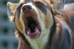 rollie the australian kelpie (8)