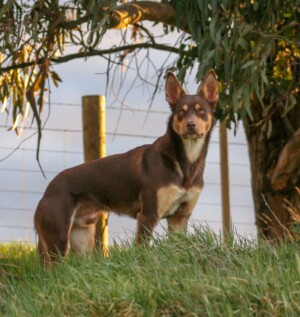 rollie the australian kelpie (9)