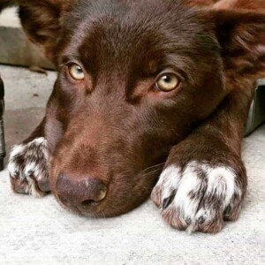 sal the kelpie by karen