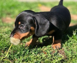 shelby is a cute dachshund by jemma