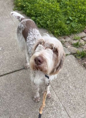 shmooli the spinone italiano by rebecca