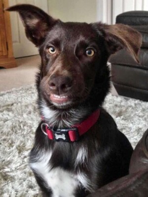 smiling sal the kelpie by sharon a