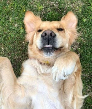 snuks the golden retriever (11)