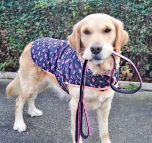 snuks the golden retriever (12)