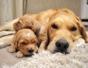 snuks the golden retriever (3)