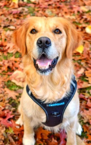 snuks the golden retriever (4)