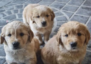 snuks the golden retriever (7)