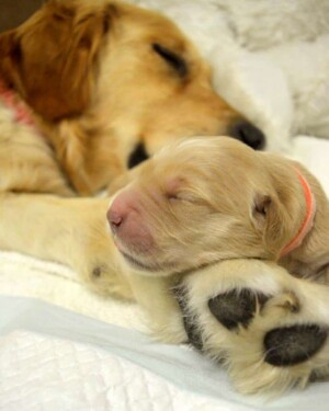 snuks the golden retriever (8)