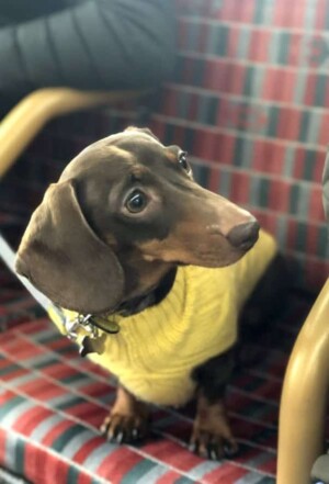 stan the man my dachshund by @mrbertiesausage