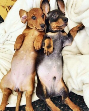 two dachshunds by bella ◦ billy ◦ bean ◦ blue