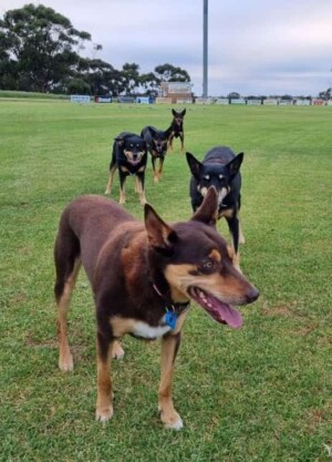 wally, bobby, jess, fran and emily my kelpies by peyton