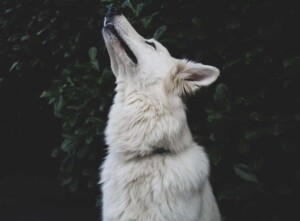 white shepherd perak @white shepherd perak (10)