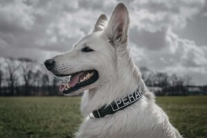 white shepherd perak @white shepherd perak (11)