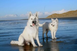 white shepherd perak @white shepherd perak (2)