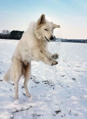 white shepherd perak @white shepherd perak (3)