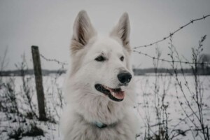 white shepherd perak @white shepherd perak (3)