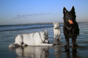 white shepherd perak @white shepherd perak (5)