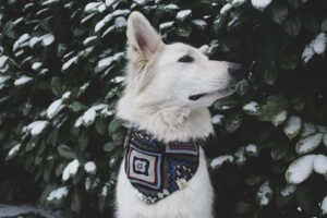 white shepherd perak @white shepherd perak (5)