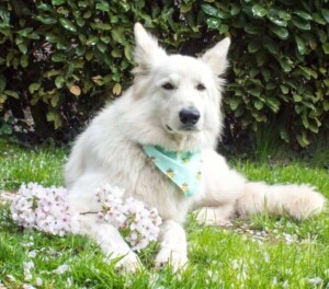 white shepherd perak @white shepherd perak (6)