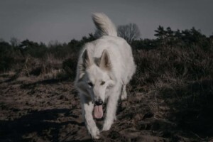 white shepherd perak @white shepherd perak (6)