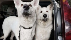 white shepherd perak @white shepherd perak (7)