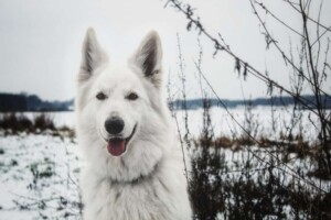 white shepherd perak @white shepherd perak (7)