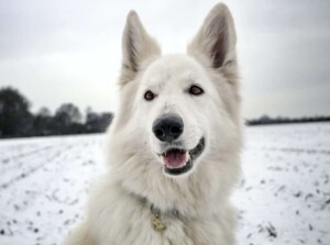 white shepherd perak @white shepherd perak (9)