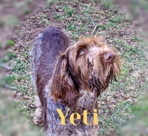 yeti the spinoni italiano by pam h