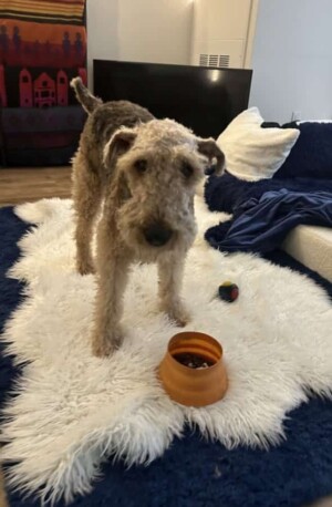 airedaleterrier meal time