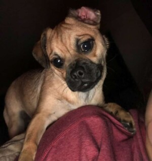 avena is a cute pux mix by avenaballena (1)