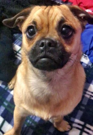 avena is a cute pux mix by avenaballena (3)