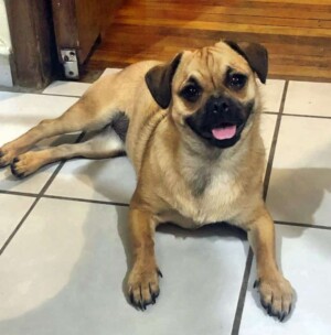 avena is a cute pux mix by avenaballena (4)