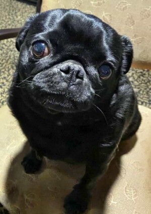 bella boo the working pug by shay f