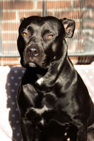 black panther pitbull gioia by gioia the black panther pitbull (10)
