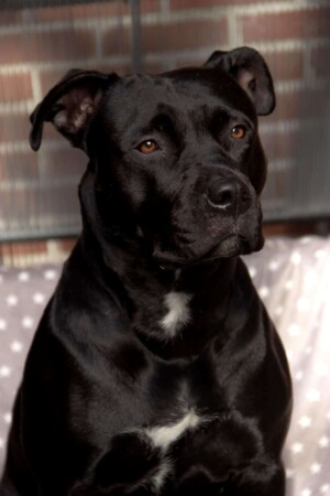 black panther pitbull gioia by gioia the black panther pitbull (11)
