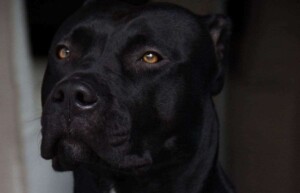 black panther pitbull gioia by gioia the black panther pitbull (12)