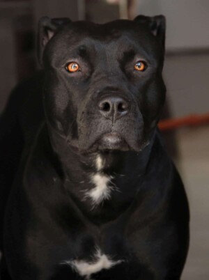 black panther pitbull gioia by gioia the black panther pitbull (13)